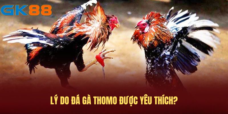 ly-do-da-ga-thomo-duoc-yeu-thich